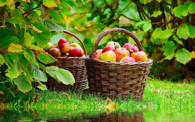 Apples in baskets by water