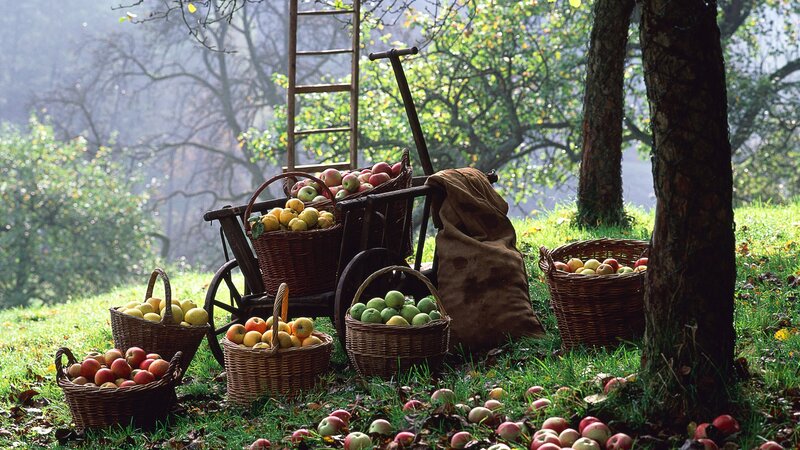 Apples in Baskets — Green