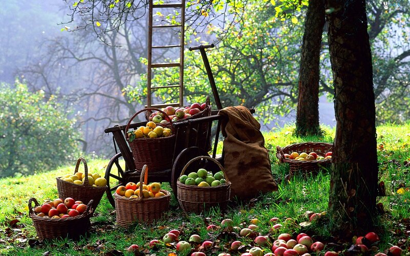 Apples in Baskets