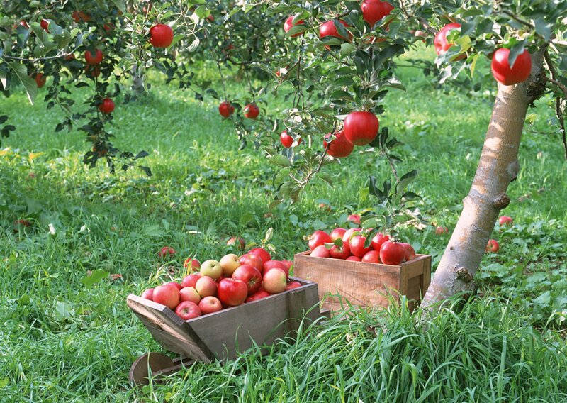 Apples in Wooden Crates — Green, Serene