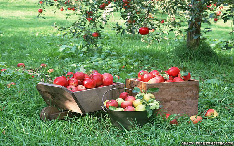 Apples in Wooden Crates — Green