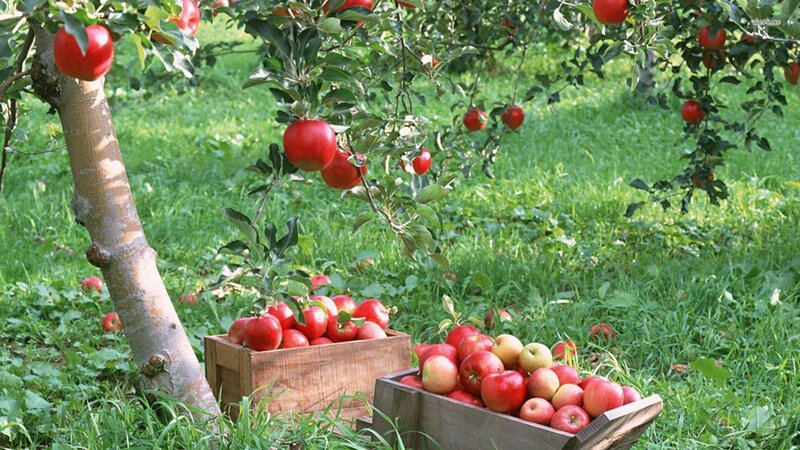 Apples in Wooden Crates — Red, Serene