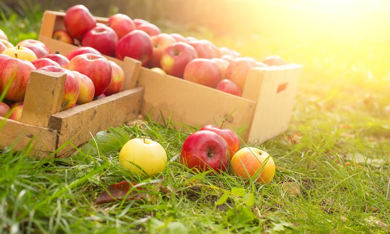 Apples in Wooden Crates — Red