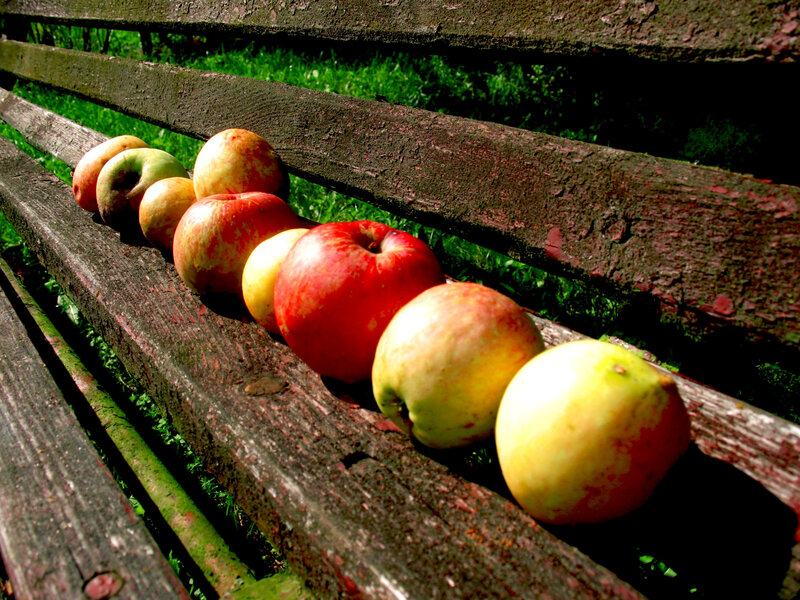 Apples on a Bench