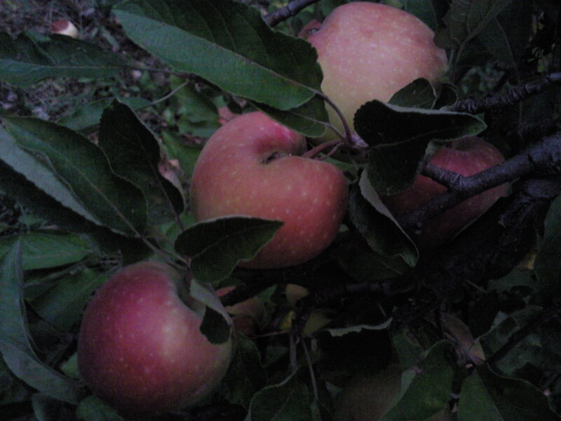 apples on a tree branch
