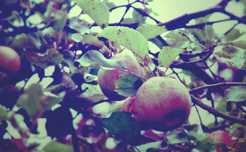 Apples on a Tree Branch — Green, Calm