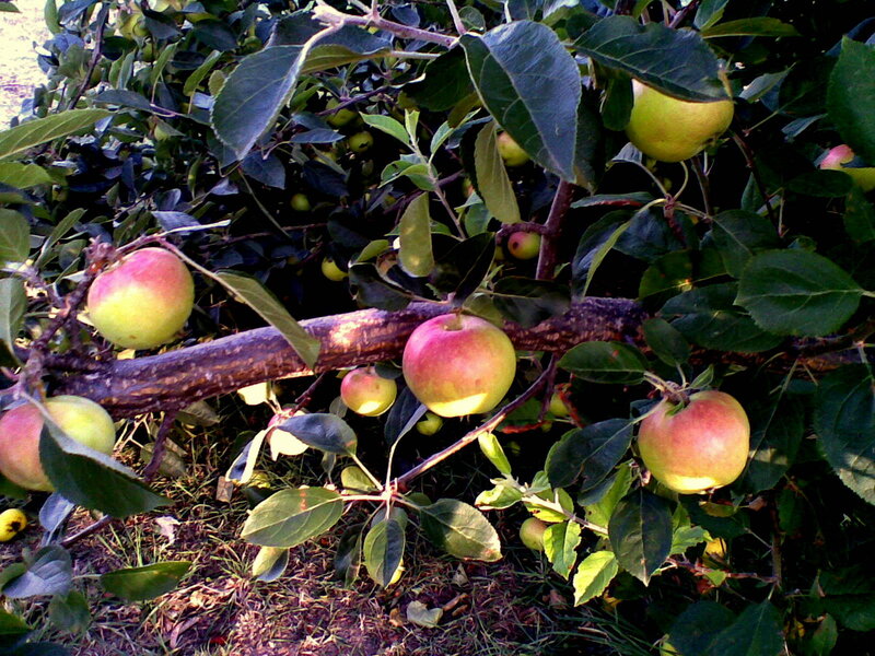 Apples on a Tree Branch — Green, Natural