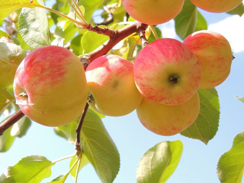 Apples on a Tree Branch — Green, Serene