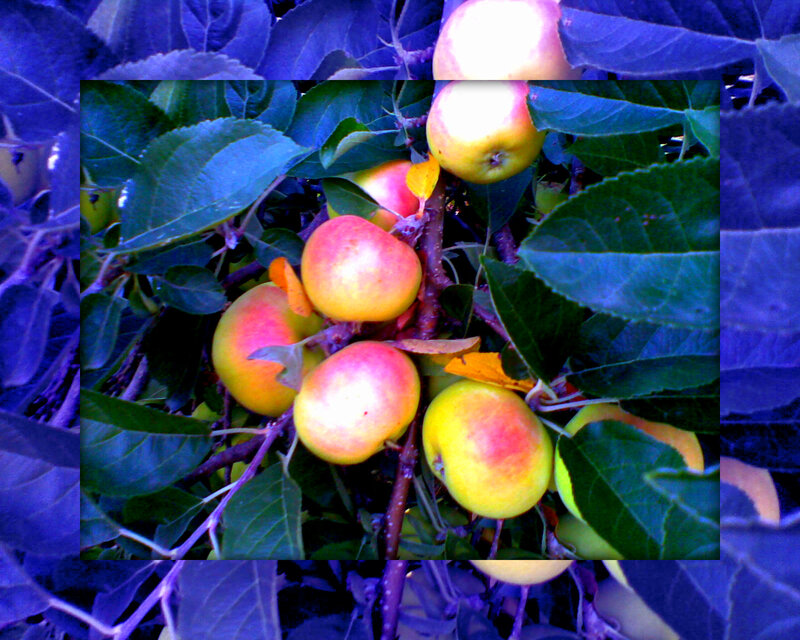 Apples on a Tree Branch — Green