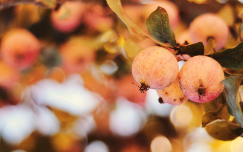 Apples on a Tree Branch — Orange