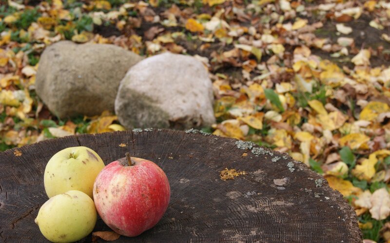 apples on a tree stump