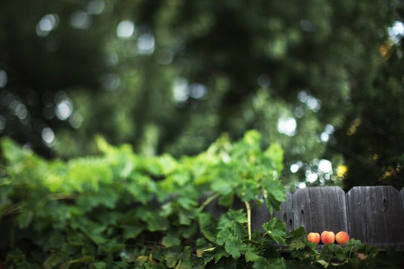 apples on a wooden fence