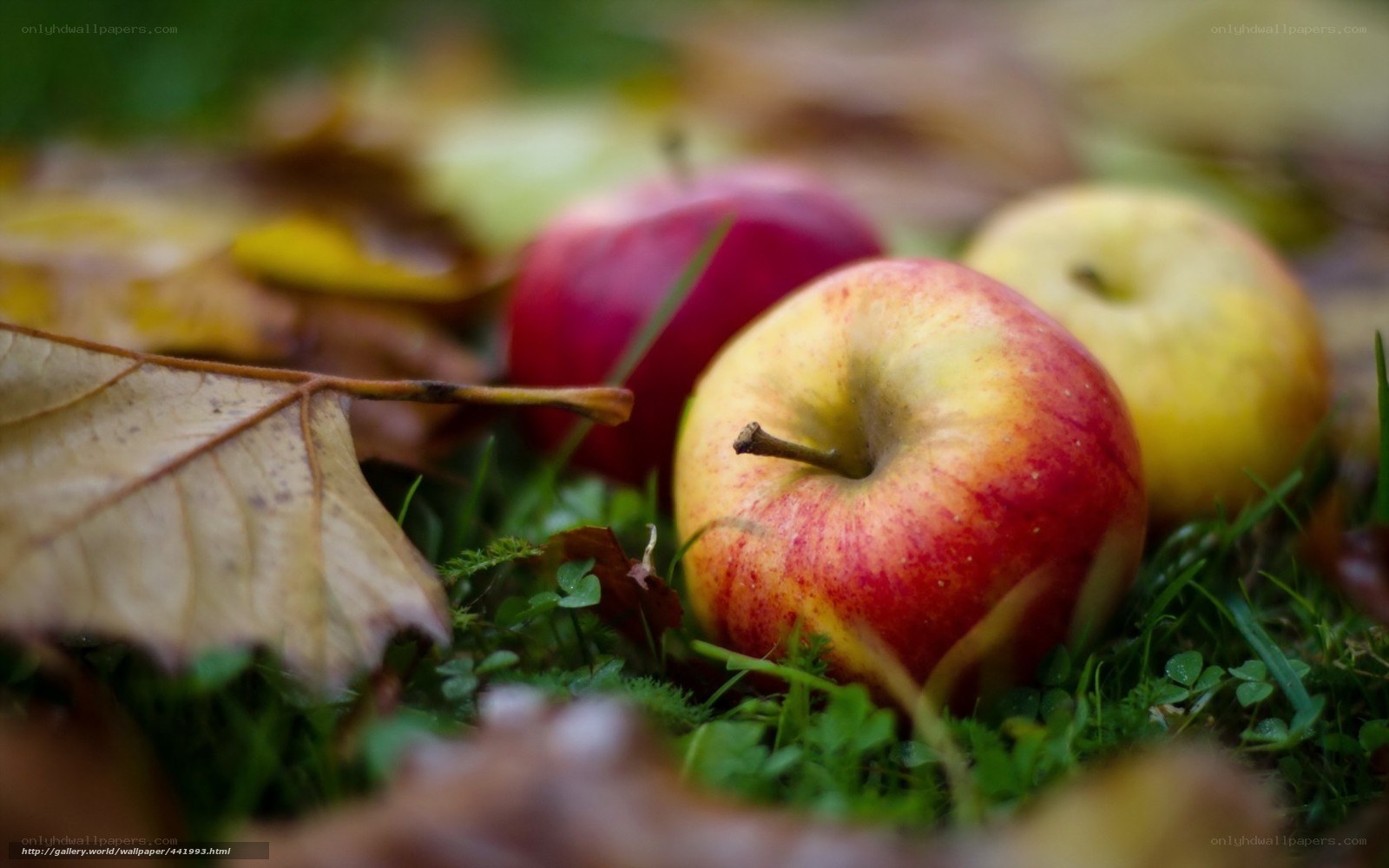 apples on autumn ground