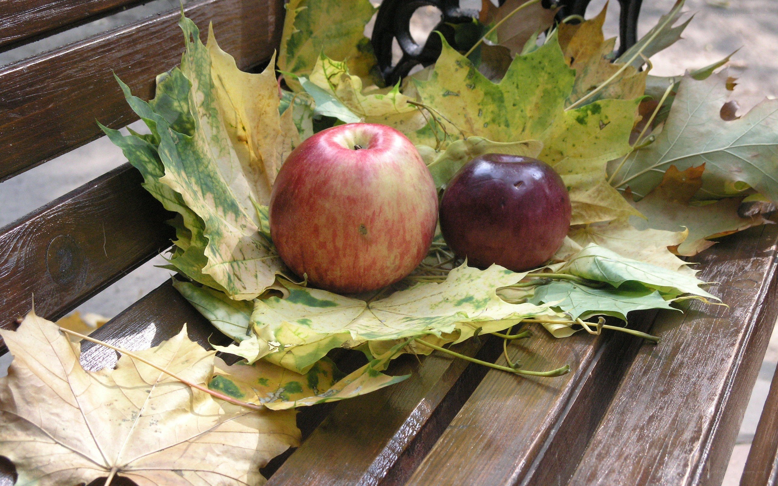 Apples on autumn leaves