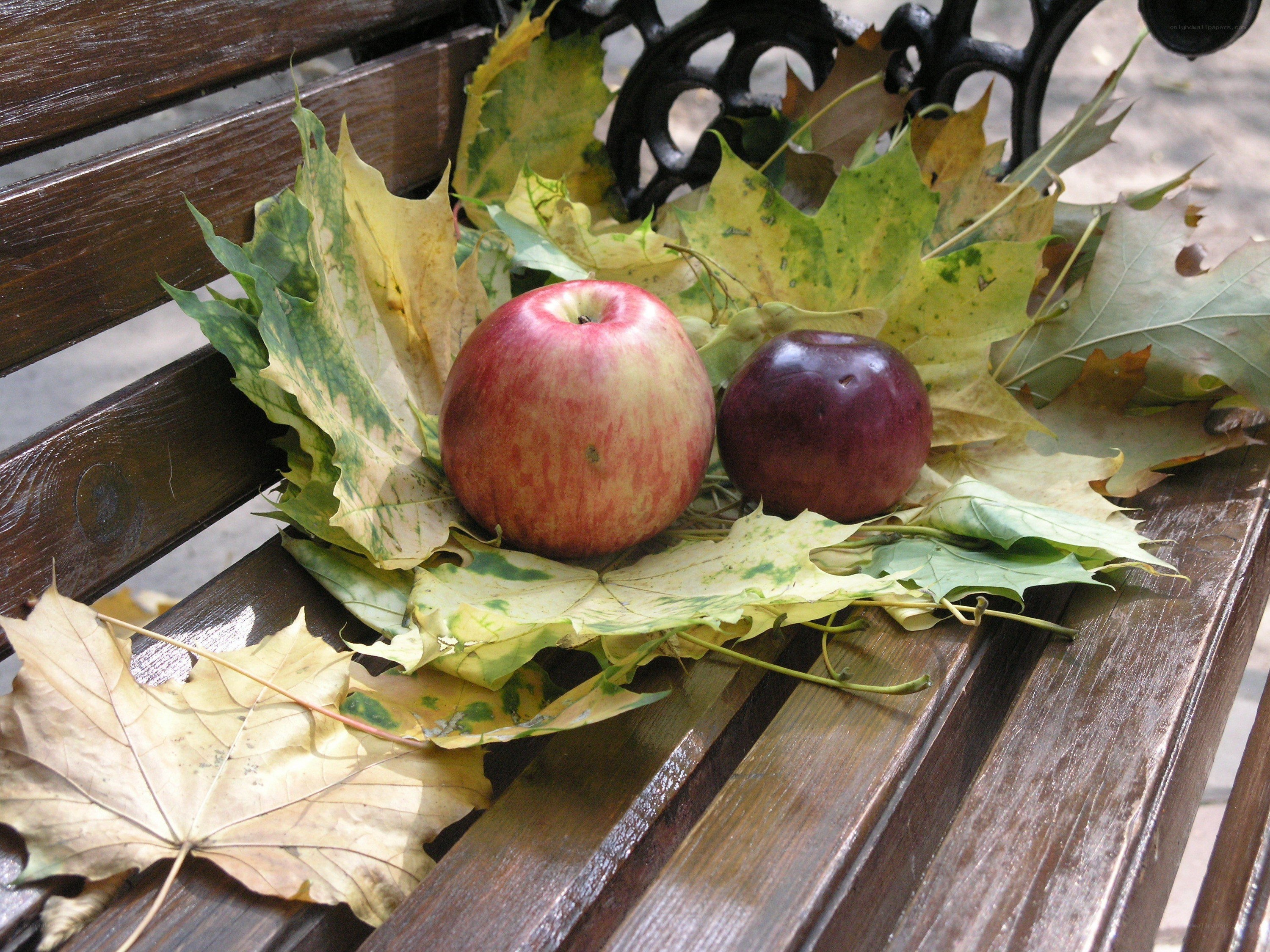 Apples on autumn leaves