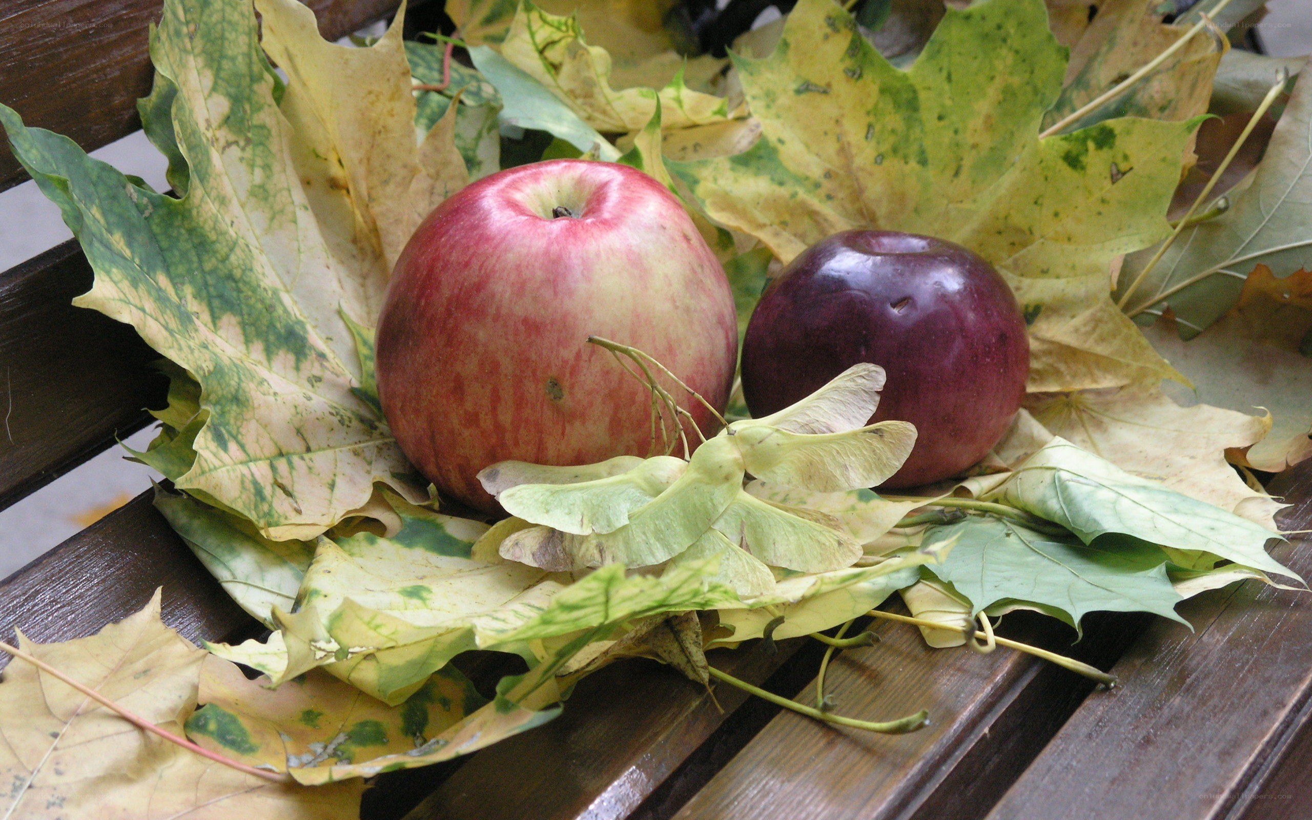 apples on autumn leaves