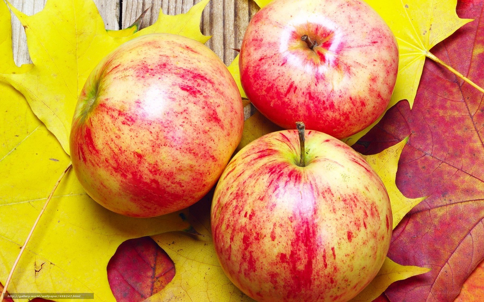 apples on autumn leaves