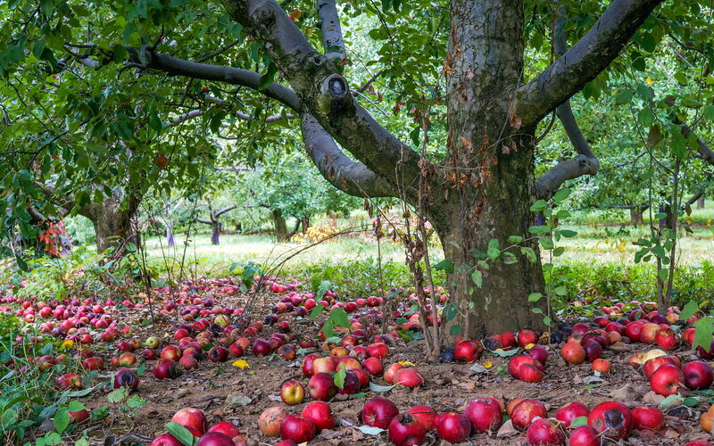 Apples on Ground under Tree