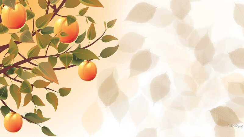 Apricot Tree Branch