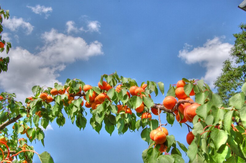 Apricot tree with ripe fruit