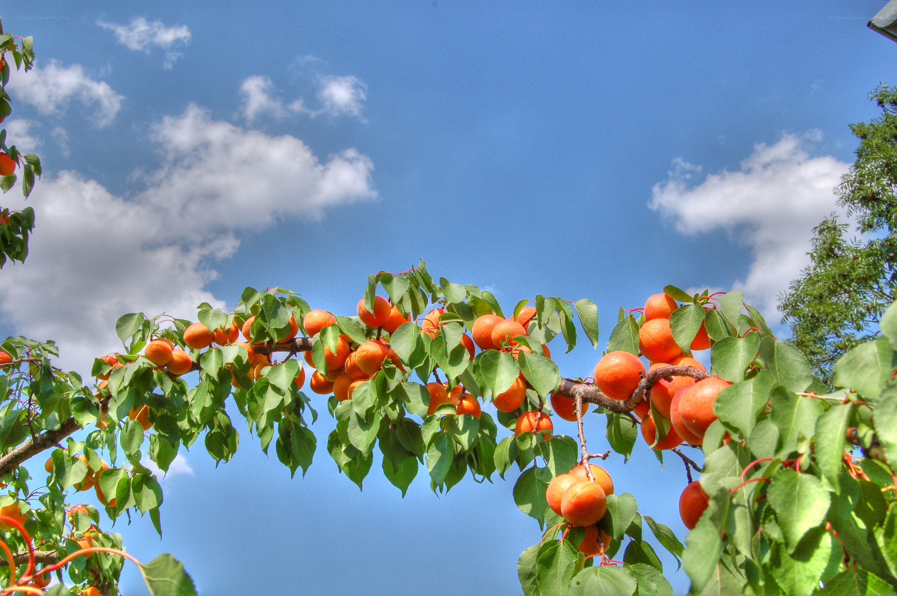 Apricot tree with ripe fruit