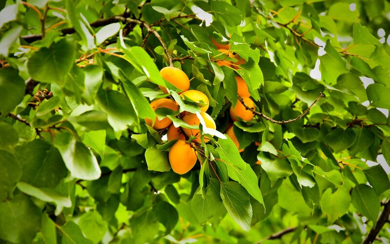 apricots on a tree branch