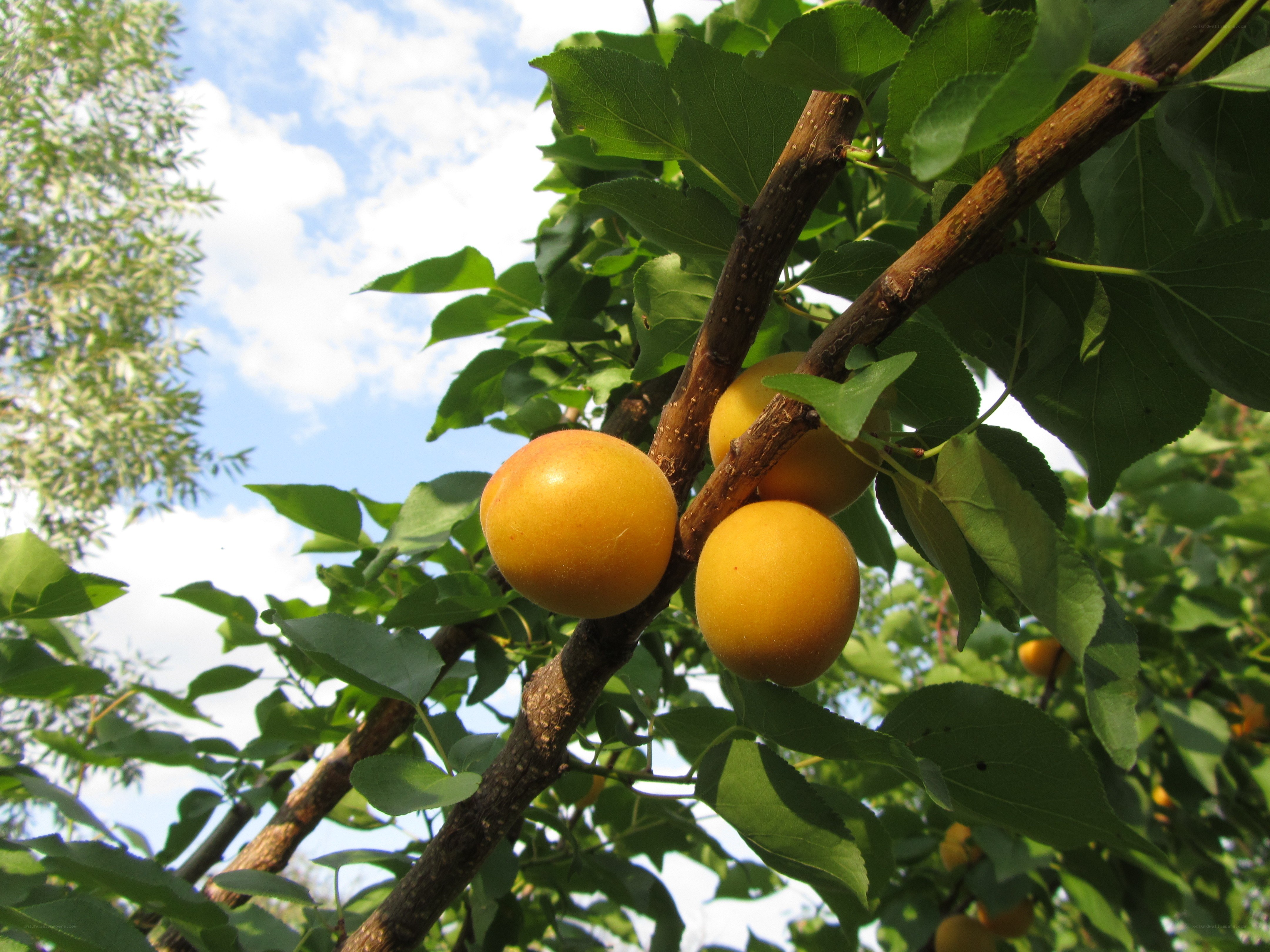apricots on a tree branch