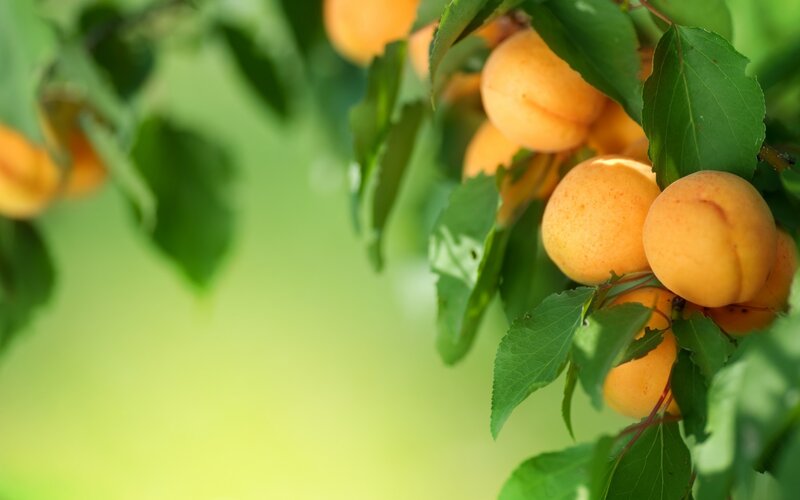 Apricots on a Tree Branch — Green