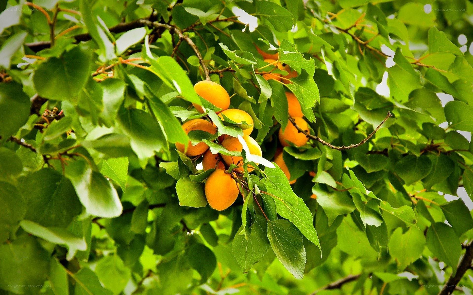 apricots on a tree branch