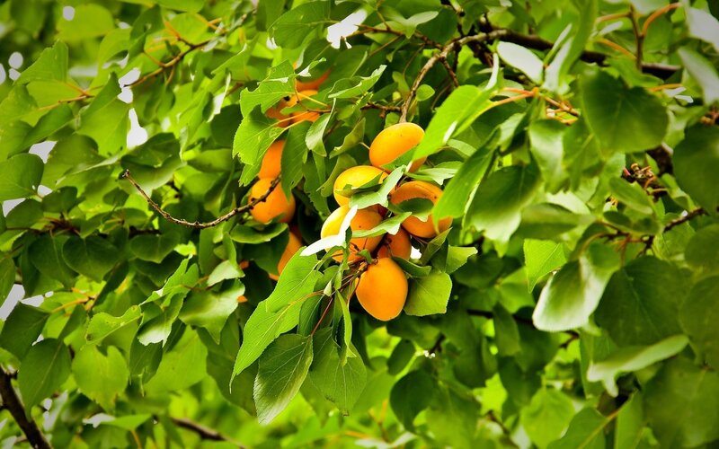 Apricots on a Tree — Green, Natural, Summer, Photograph