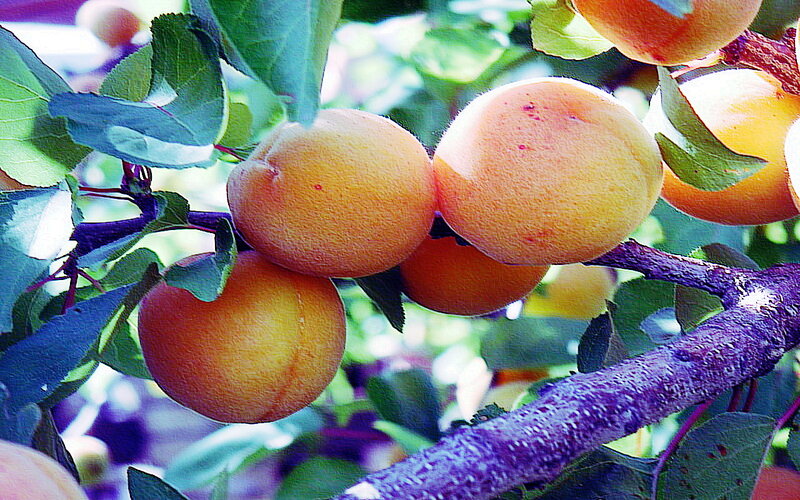 Apricots on a Tree — Orange, Natural
