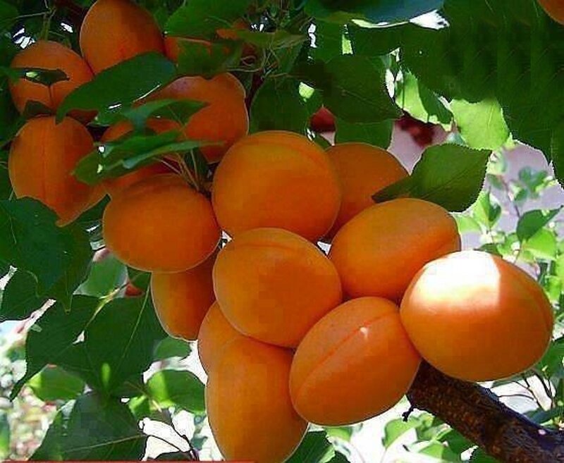 Apricots on a Tree — Orange