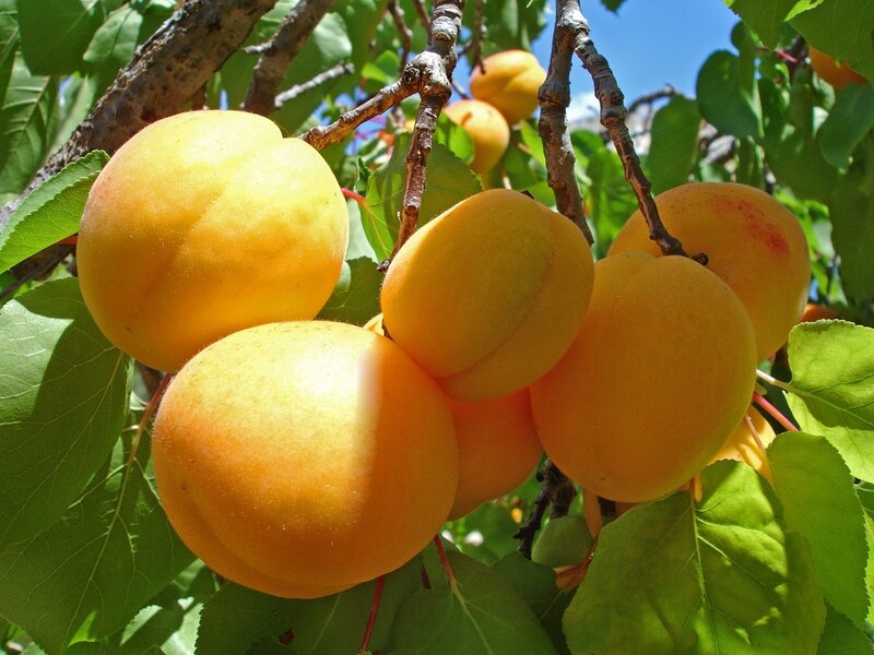 Apricots on a Tree