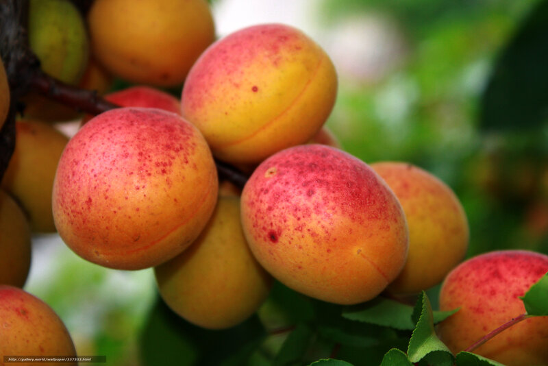 Apricots on a Tree — Yellow, Natural, Summer