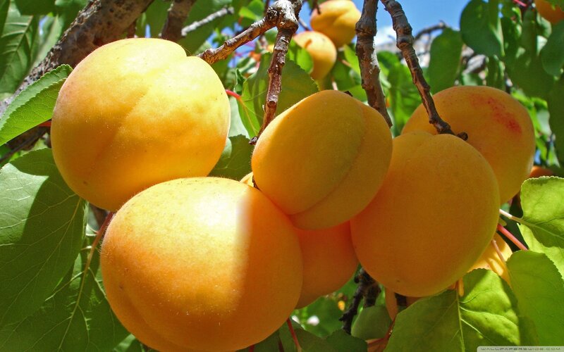 Apricots on a Tree — Yellow, Natural