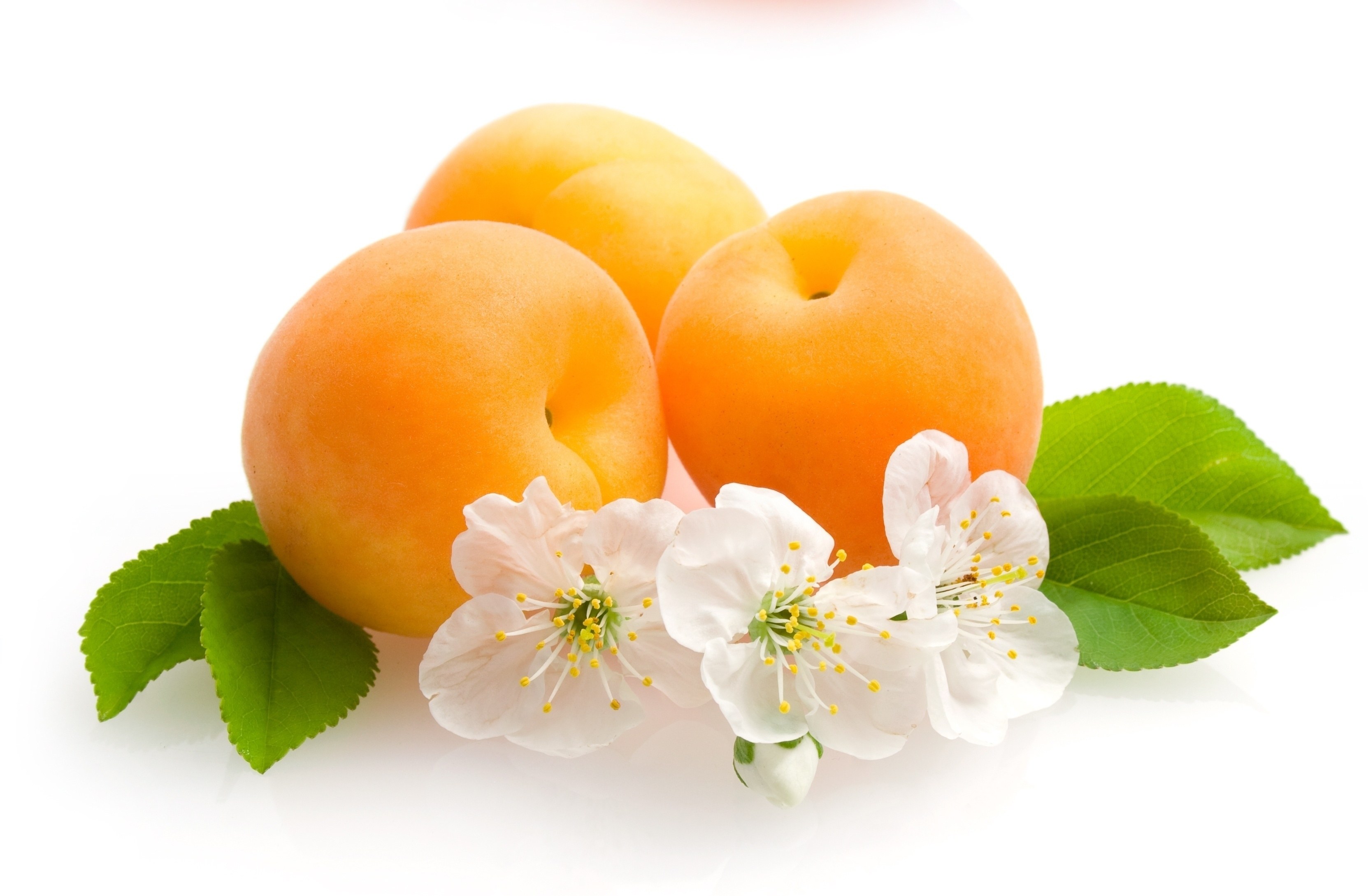 apricots with blossoms and leaves