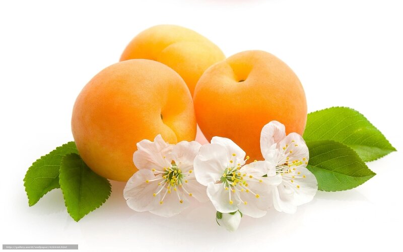 Apricots with Blossoms — Orange, Fresh, Spring, Photograph, Flowers, Leaves