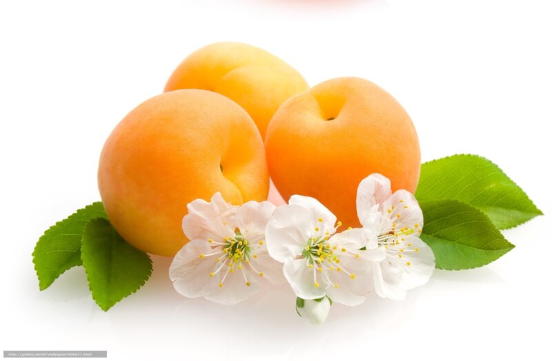 apricots with blossoms