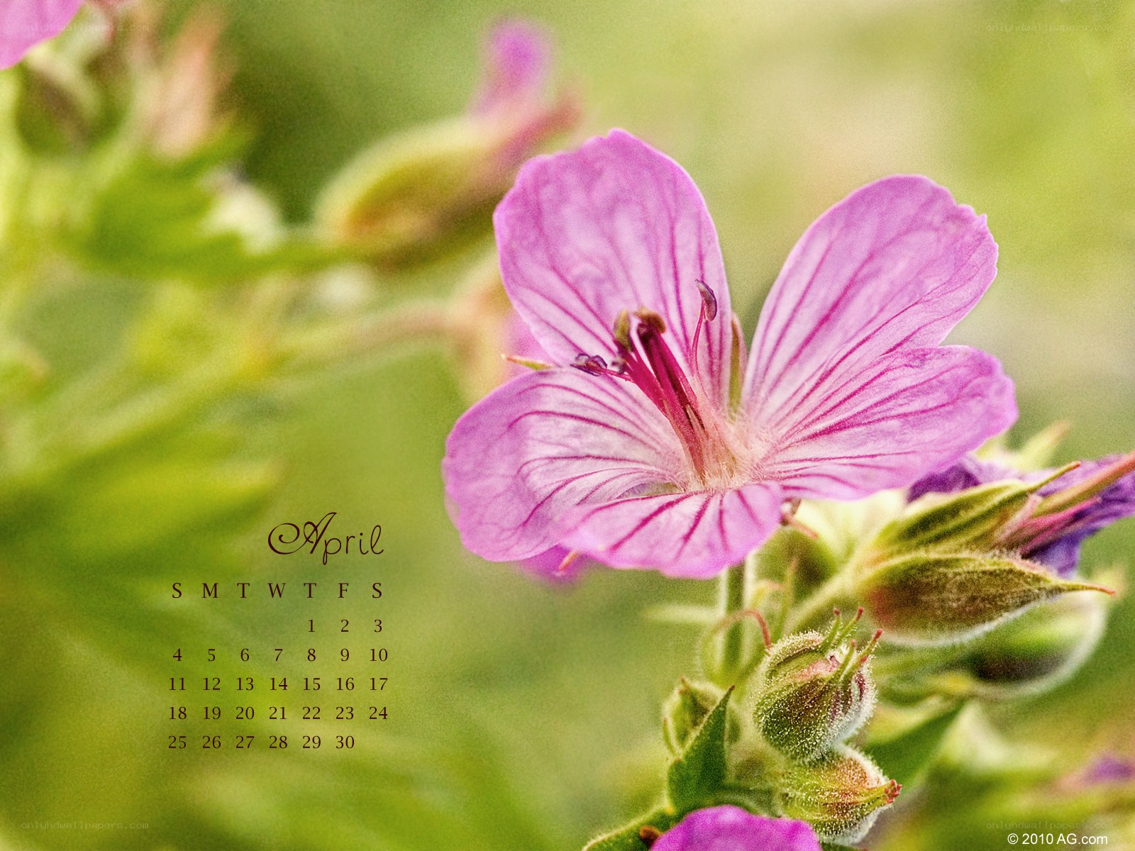April calendar with purple flower