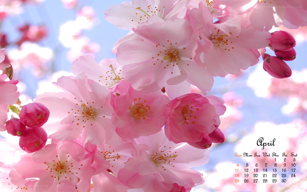 April cherry blossoms calendar
