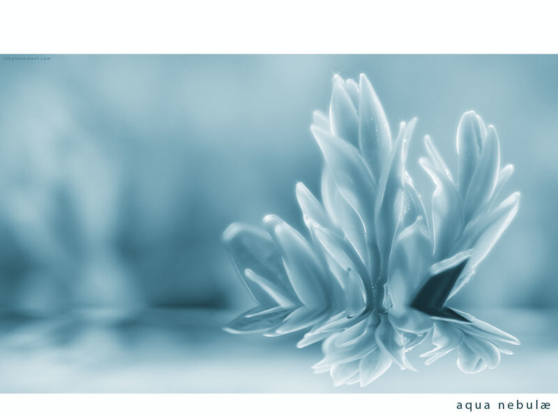 Aqua Nebula Flower