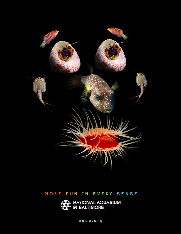 Aquarium animal collage