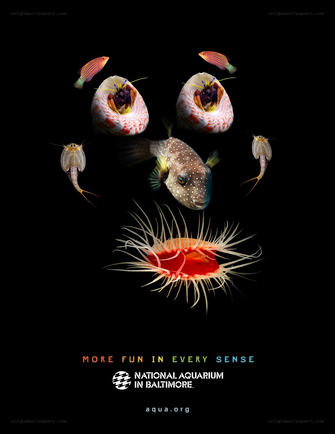 Aquarium animal collage