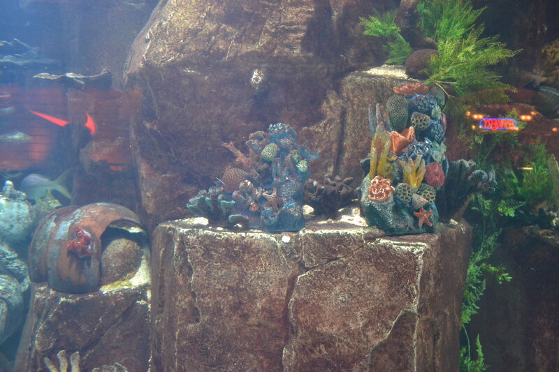 Aquarium Coral Display