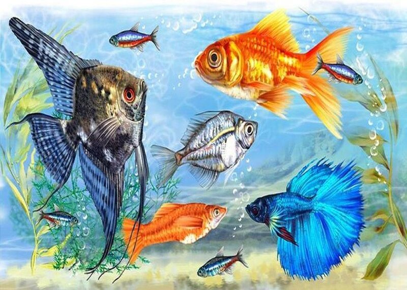 Aquarium Fish