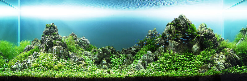 aquarium landscape with rocks and plants