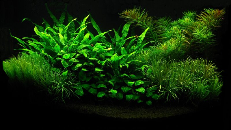 Aquarium Plants Arrangement