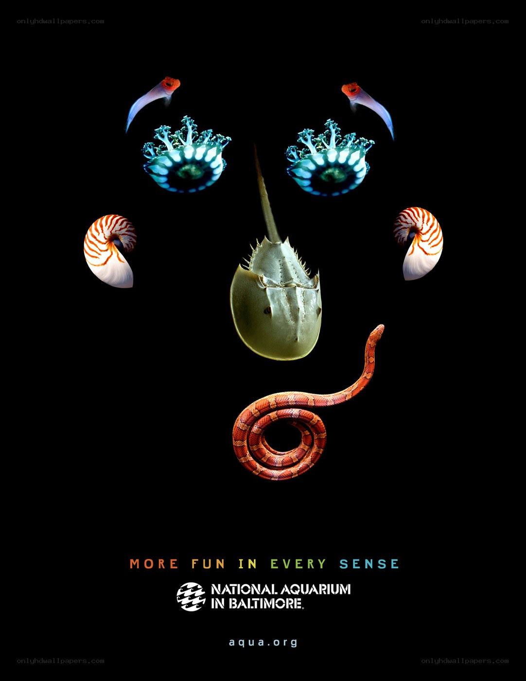 aquarium poster with sea life