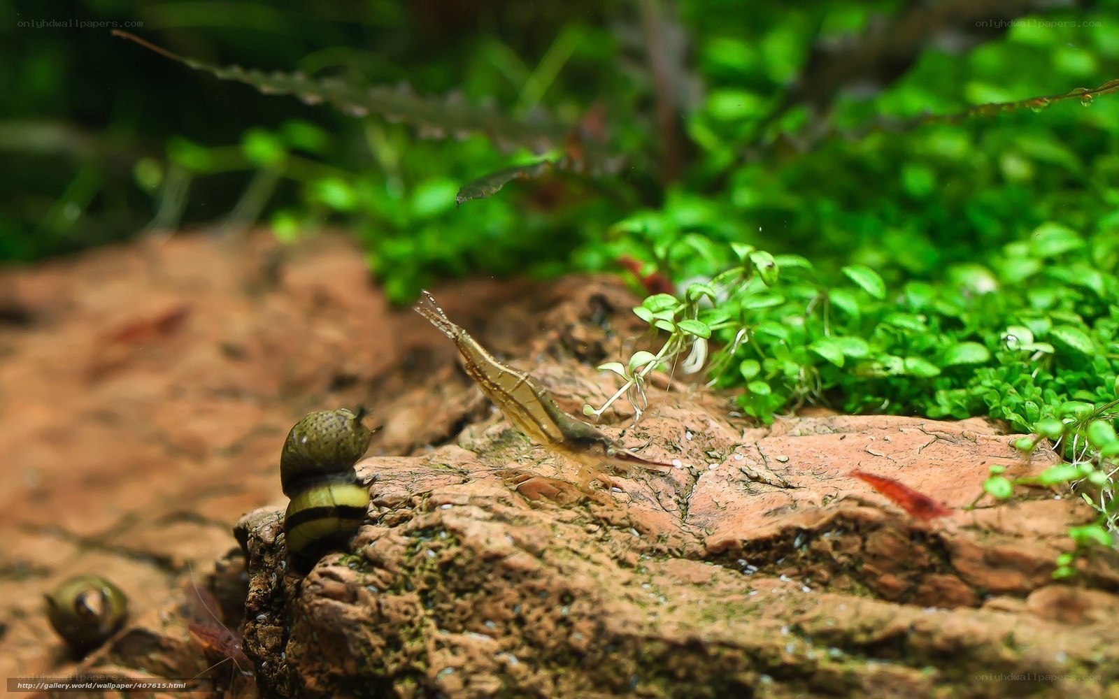 aquarium snails and shrimp