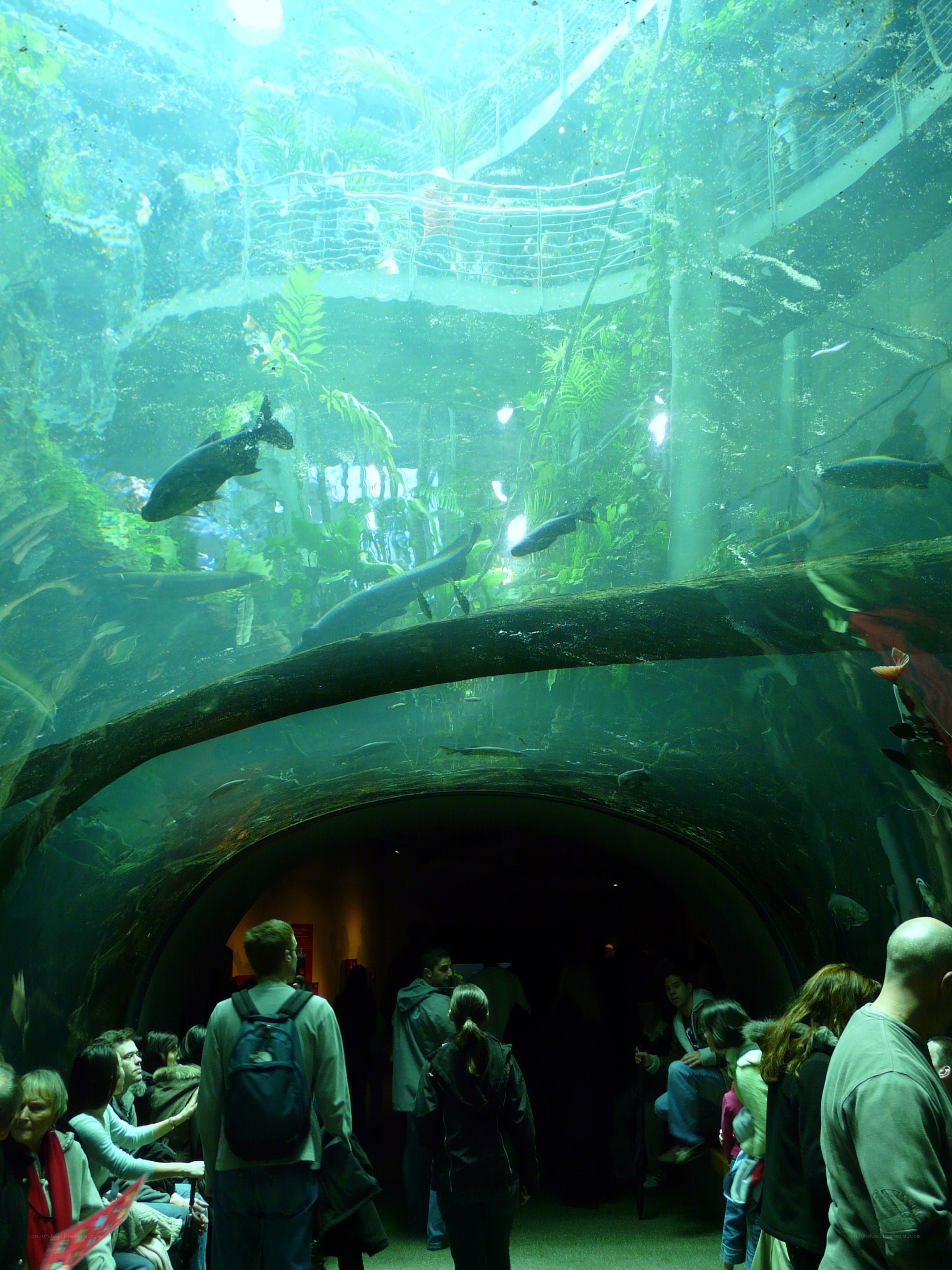 Aquarium tunnel with fish